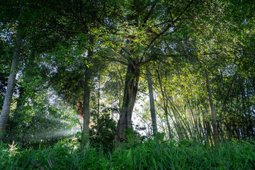 sun rays through the forest