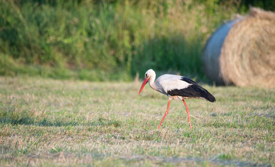 Stork in the meadow. Hay mowed and pressed into bales. Stork looking for food in the meadow. A rural view.