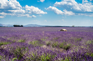 Fototapeta premium Campo di lavanda nei dintorni di Valensole