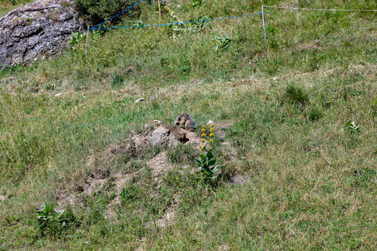 Marmotte del parco nazionale del Gran Paradiso © Massimo Lazzari