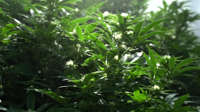 Cannabis plant marijuana flower growing cycle