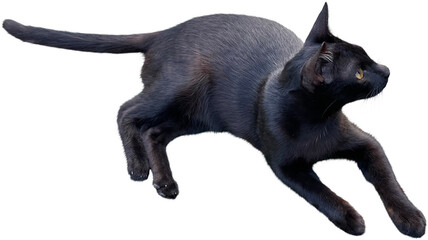 Black cat Isolated clipart png