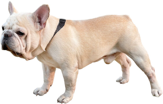 White French Bulldog clipart png