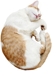 Cat Isolated clipart png