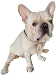 White French Bulldog clipart png