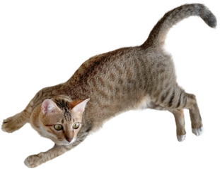 Cat Isolated clipart png