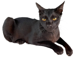 Black cat Isolated clipart png