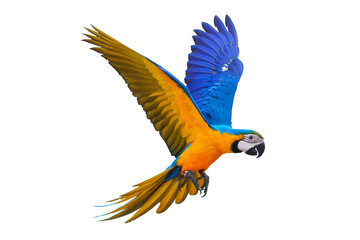 Colorful flying parrot isolated on transparent background. - obrazy, fototapety, plakaty