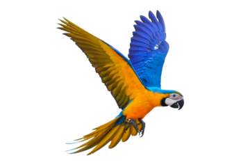 Colorful flying parrot isolated on transparent background.
