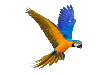 Meubelstickers Colorful flying parrot isolated on transparent background. © Passakorn