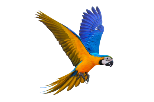Colorful flying parrot isolated on transparent background.