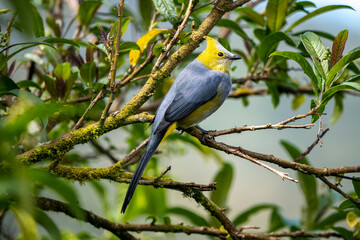 Long-tailed silky flycatcher