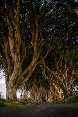 trees on the road