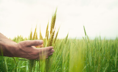 Male hand holding wheat at the field