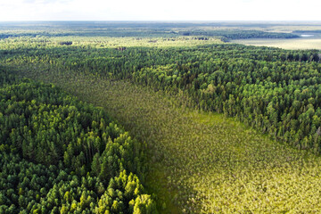 Aerial view of summer forest. Aerial landscape with green coniferous trees