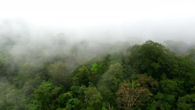 Cinamatic intro shot, flying over the forest canopy into the fog