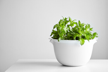 Fresh mint leaves in white bowl, medicinal herb. Curly mint plant