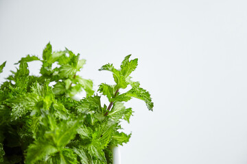 Fresh mint leaves on white background, medicinal herb, closeup. Curly mint plant