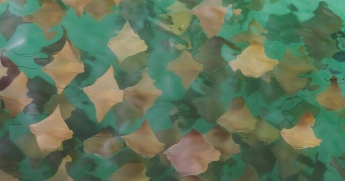 School of cownose rays (Rhinoptera bonasus)