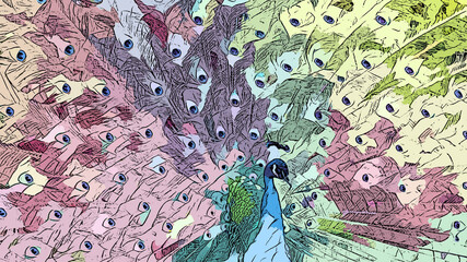 Pavo real ilustraci&oacute;n