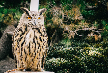 great horned owl