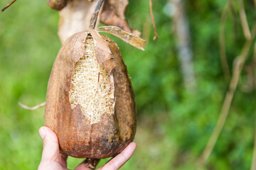 Loofah sponge gourds, organic grow in Thailand, natural sponge
