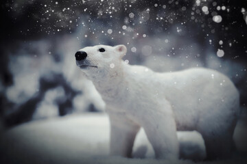 Obraz na płótnie Canvas Eisbär - Schnee - Schneefall - Winter - Polar Bear - Ursus maritimus - Ecology - Umwelt - Art - High quality photo 
