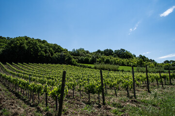 Fototapeta na wymiar vineyard in tuscany, Italy