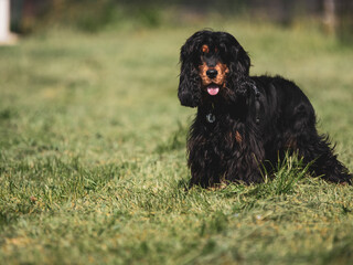 black english cocker spaniel playing in the dog park