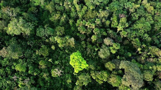 Aerial top view of a tropical forest canopy: nature background of the amazon forest with the highest biodiversity in the world