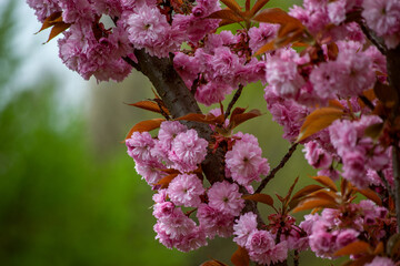 sakura blossoms in spring in Ukraine