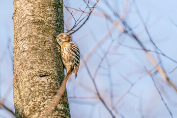 A woodpecker listening