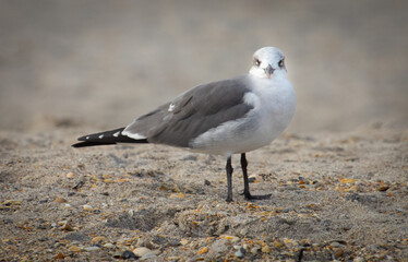 Laughing Gull on the beach.