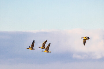 Flock with geese flying on the sky