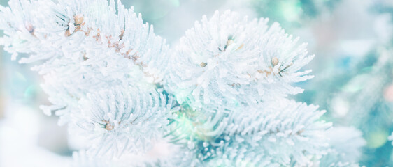 Winter Christmas snowy fir tree background. Snow pine tree branches with bokeh. Winter or Christmas web panoramic banner with copy space.
