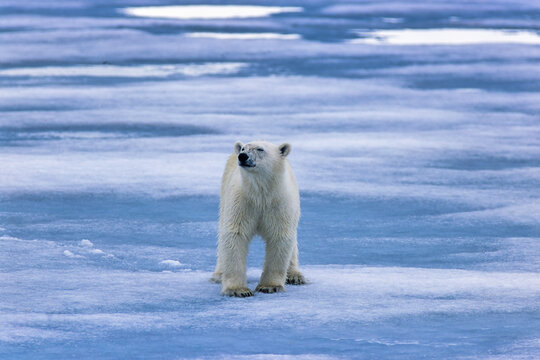 Polar bear on the sea ice and sniffing in the air