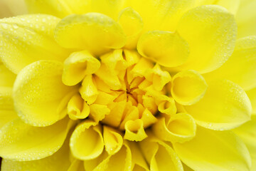 Bright yellow dahlia in drops close-up
