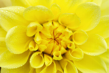 Obraz premium Bright yellow dahlia in drops close-up