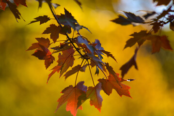 Maple leaves in the park.