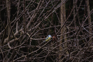 Bird on food stadion in the nature