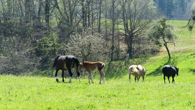 Troupeau de chevaux, juments et poulains au pr&egrave; broutant la riche p&acirc;ture d'une prairie