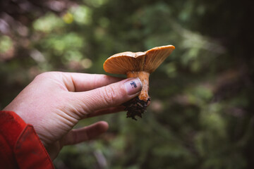 Side shot of hand holding edible wild mushroom - Mushroom foraging in the Rocky Mountains - lactarius deliciosus