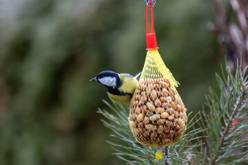 Bird on food stadion in the nature