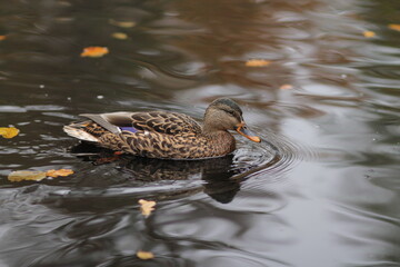 duck on the lake in city park