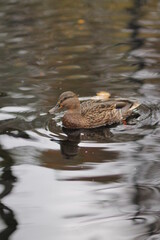 duck on the lake in city park