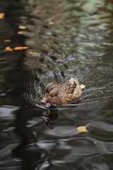 duck on the lake in city park