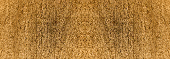 Ripe wheat field at sunset. Aerial view	