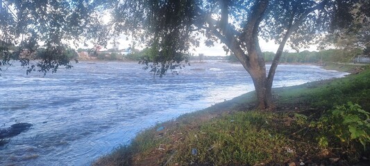 morning in the forest