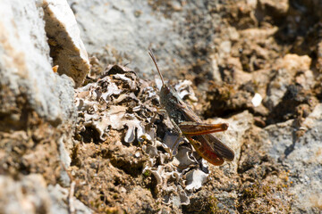 Nachtigall-Grashüpfer (Chorthippus biguttulus) 