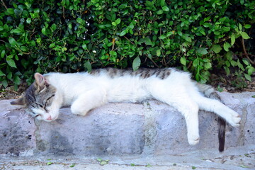 Naklejka na ściany i meble The domestic cat is a small carnivorous mammal belonging to the Felidae family